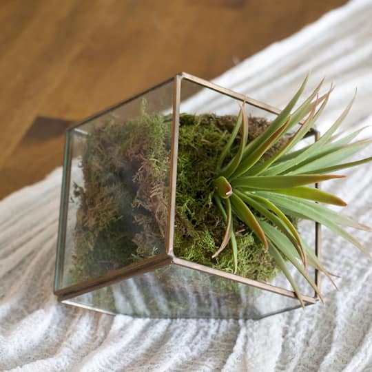 Deco Moss by Ashland®